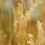 シフト英語｜多数の慣用表現を記憶するということ…